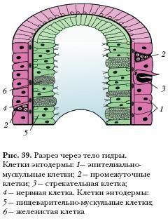 Кракен даркнет тор