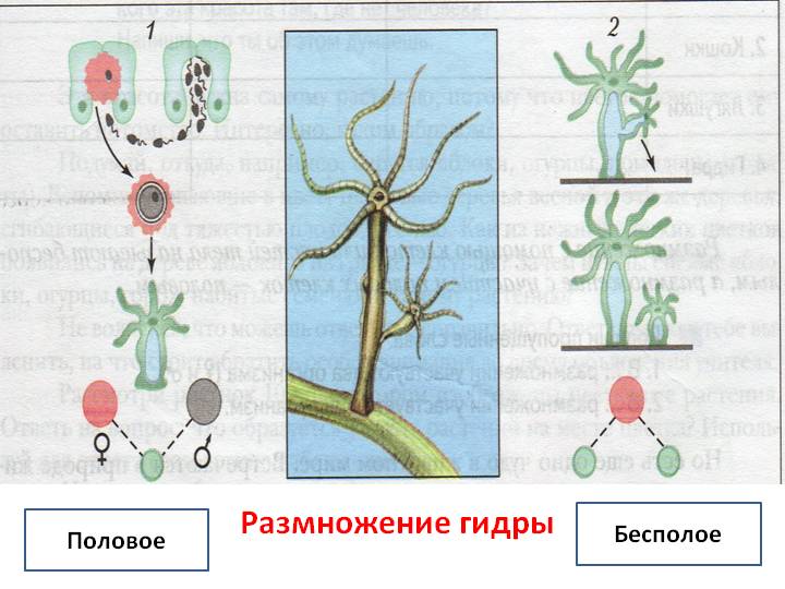 Ссылка на кракен через тор
