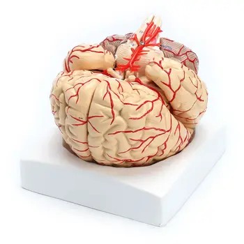 Модель обучения анатомическому вскрытию органов человека в натуральную величину 1: 1 для профессионального препарирования человеческого мозга